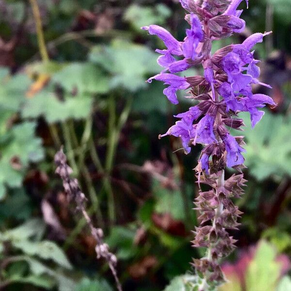 Salvia pratensis Blomma