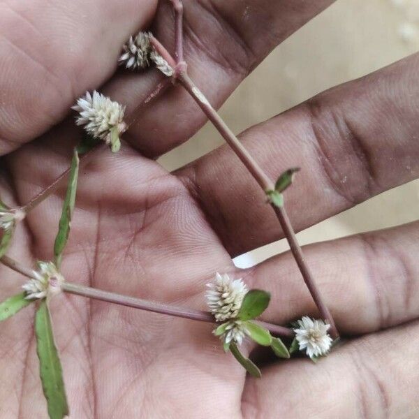 Alternanthera sessilis Flower