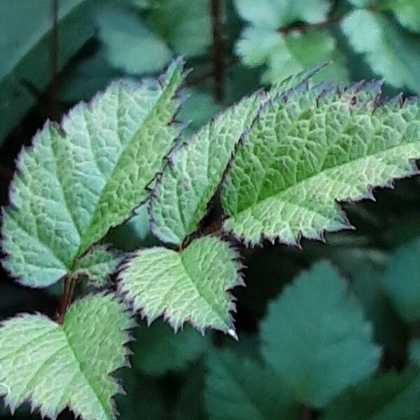 Astilbe japonica Blad