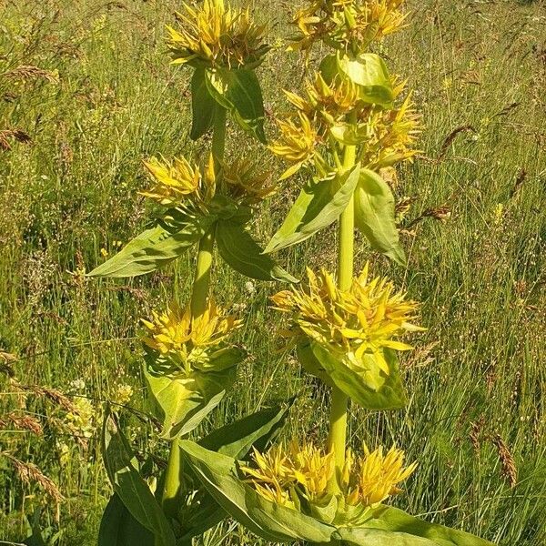 Gentiana lutea Flower