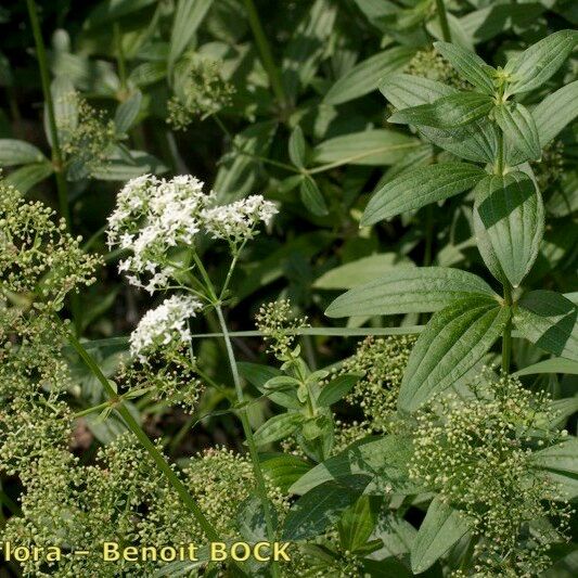 Galium rubioides Alkat (teljes növény)