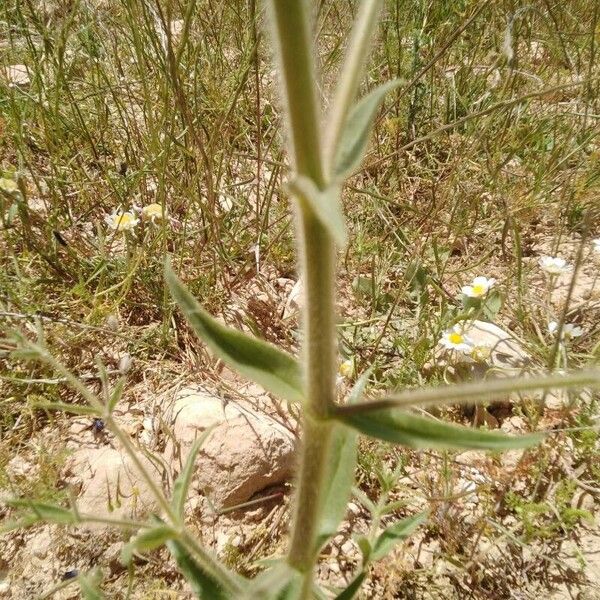 Gypsophila pilosa Лист