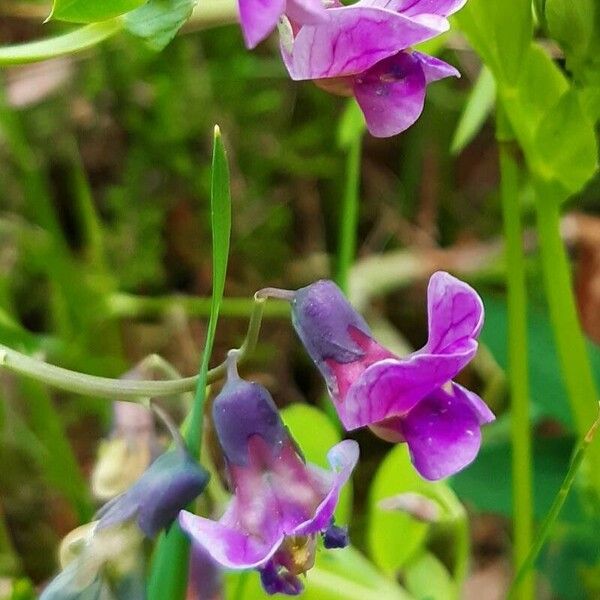 Lathyrus linifolius Flower