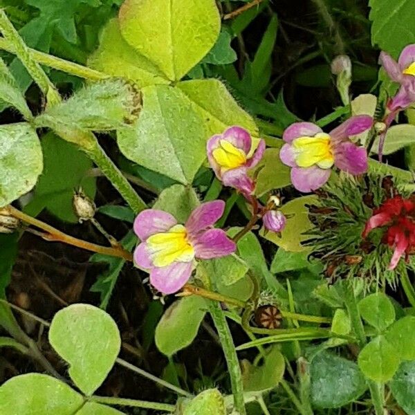 Linaria maroccana Kvet