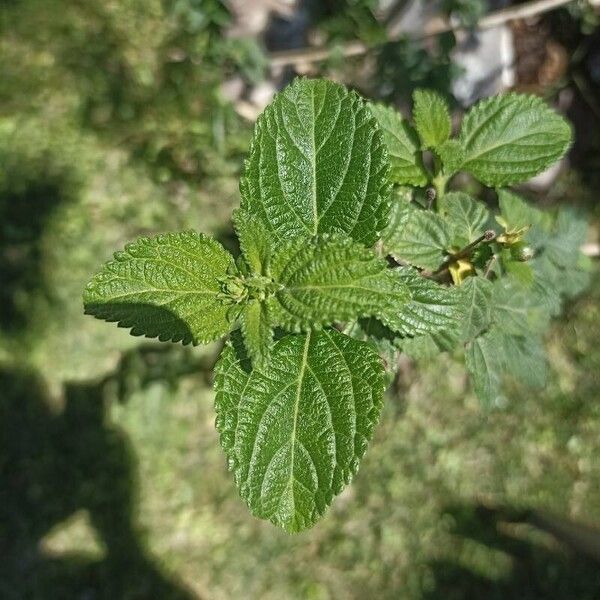 Lantana viburnoides Leaf