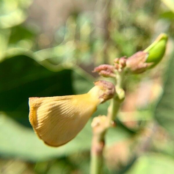 Vigna unguiculata Цветок