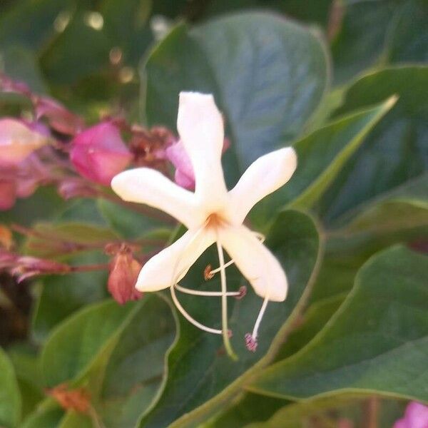 Clerodendrum trichotomum Lorea