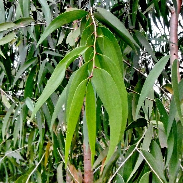 Melaleuca leucadendra 葉