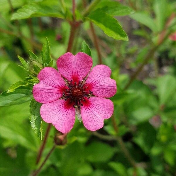 Potentilla nepalensis Blomst