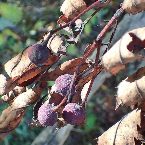 Sorbus domestica ശീലം