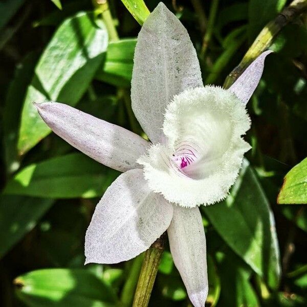 Dendrobium aphyllum Çiçek