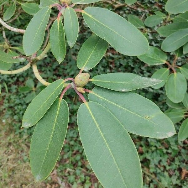 Rhododendron oreodoxa Leaf