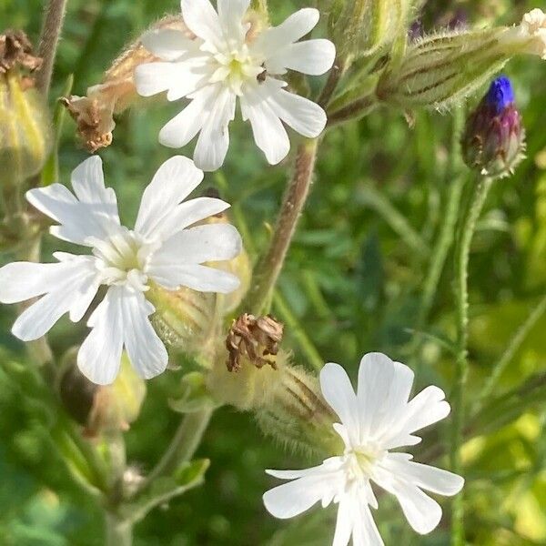 Silene dichotoma Flower