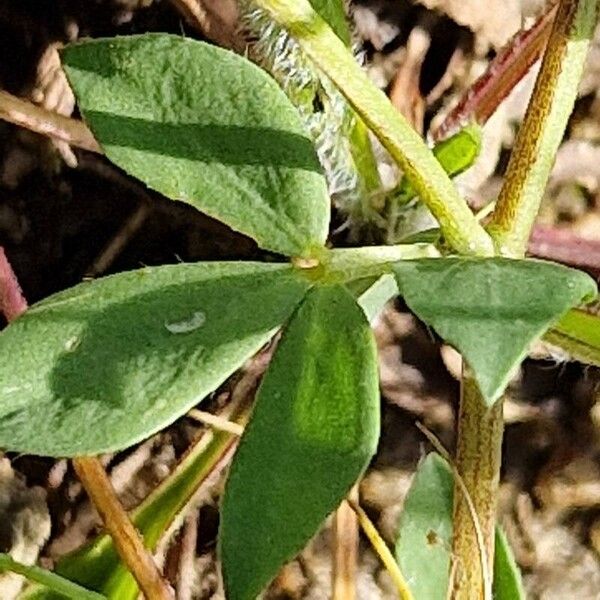 Lotus corniculatus Blatt