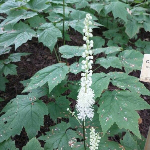 Actaea spicata Flower