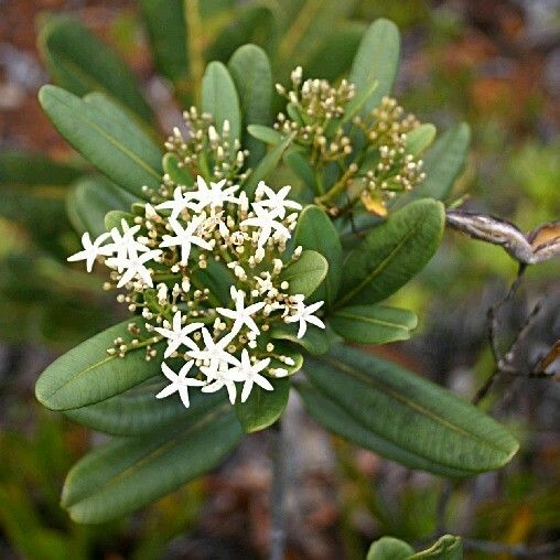 Alstonia coriacea फूल