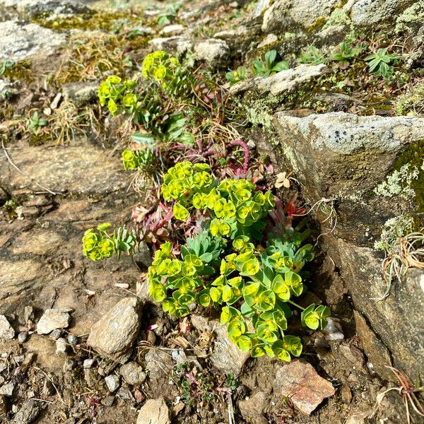 Euphorbia portlandica Blomst