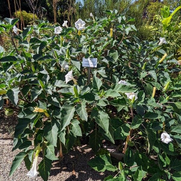 Datura innoxia 整株植物