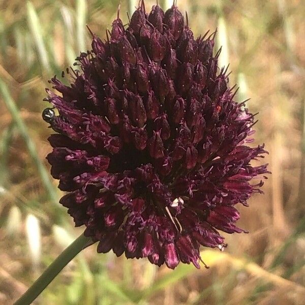 Allium sphaerocephalon 花