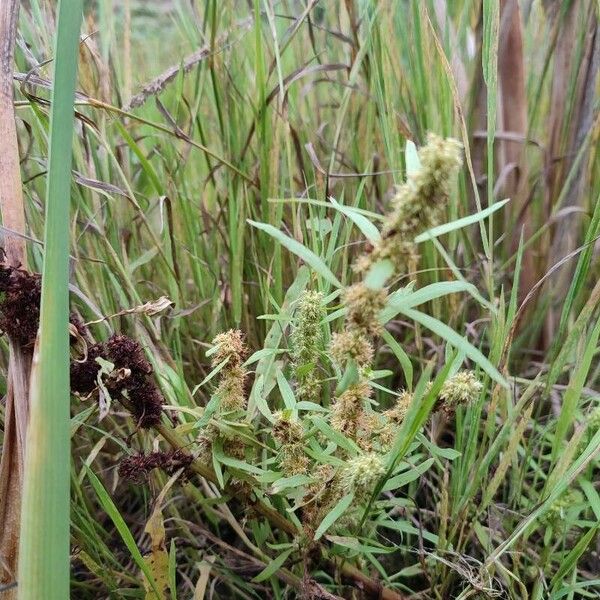 Rumex maritimus Habitat