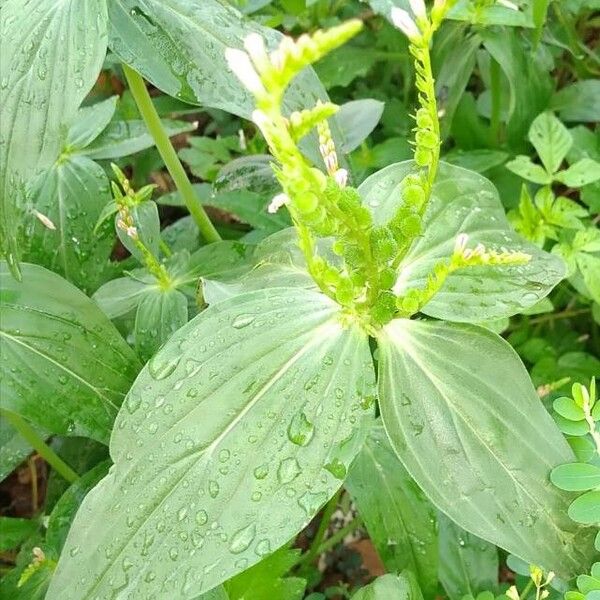 Spigelia anthelmia Leaf