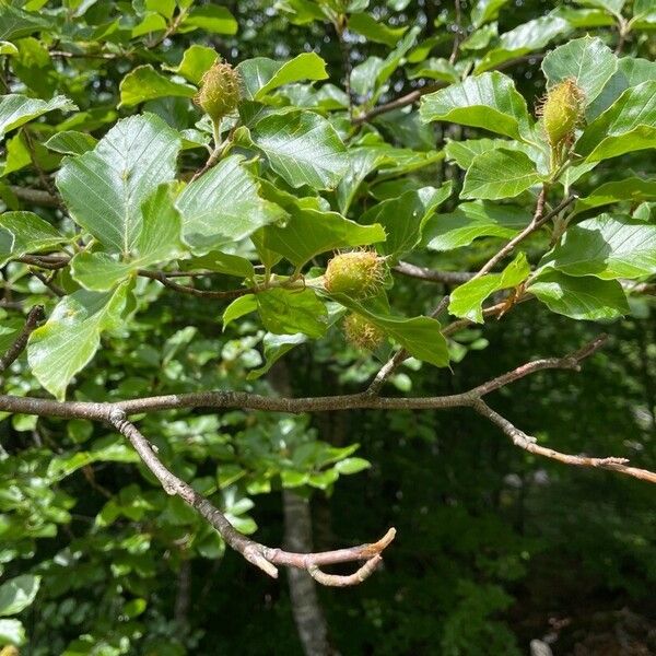 Fagus sylvatica Blad