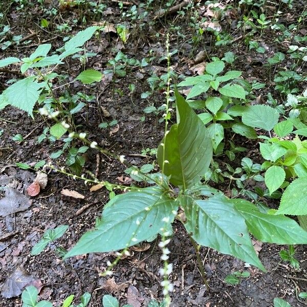 Persicaria virginiana Cvet