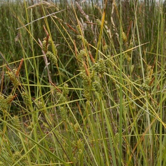 Carex extensa Habit