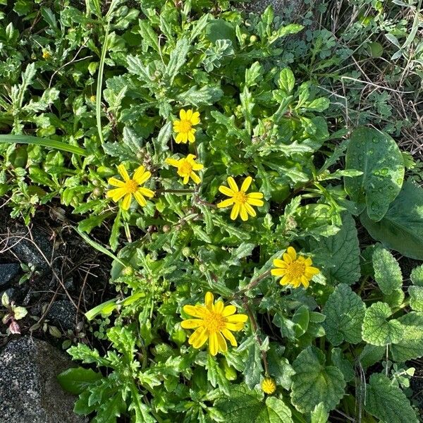 Senecio leucanthemifolius Flower