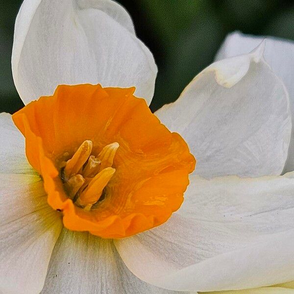 Narcissus tazetta Virág