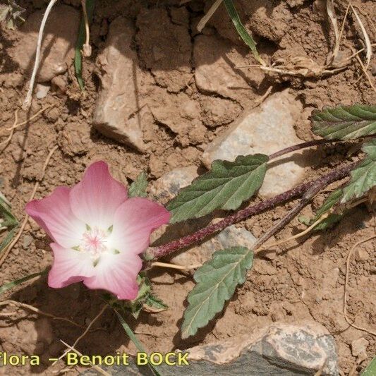 Malope malacoides 其他