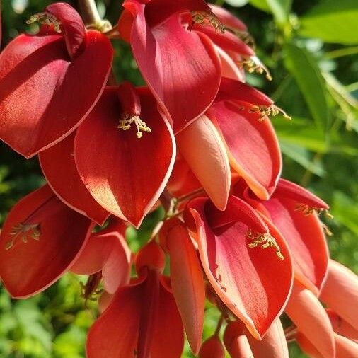 Erythrina crista-galli Квітка