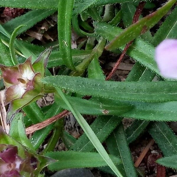 Prunella hyssopifolia List