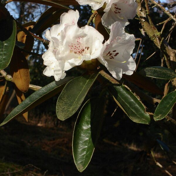 Rhododendron lanatum Hoja