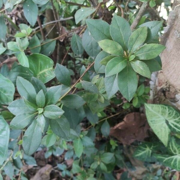 Rhododendron simsii Hostoa