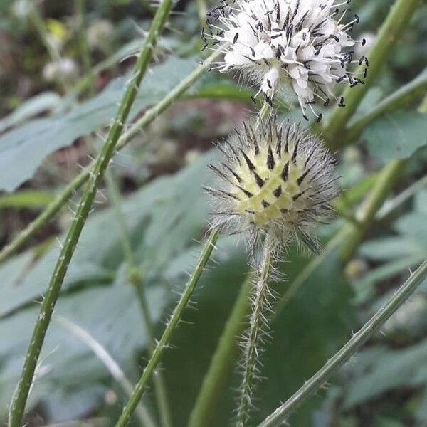 Dipsacus pilosus Flower