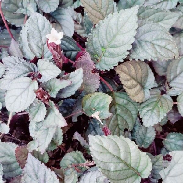 Strobilanthes alternata Blomst