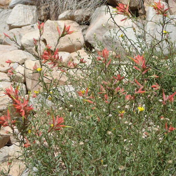 Castilleja tenuiflora ফুল