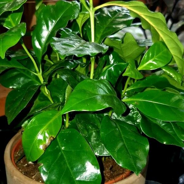 Coffea arabica Blad