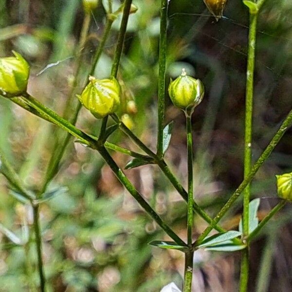 Linum catharticum Φρούτο