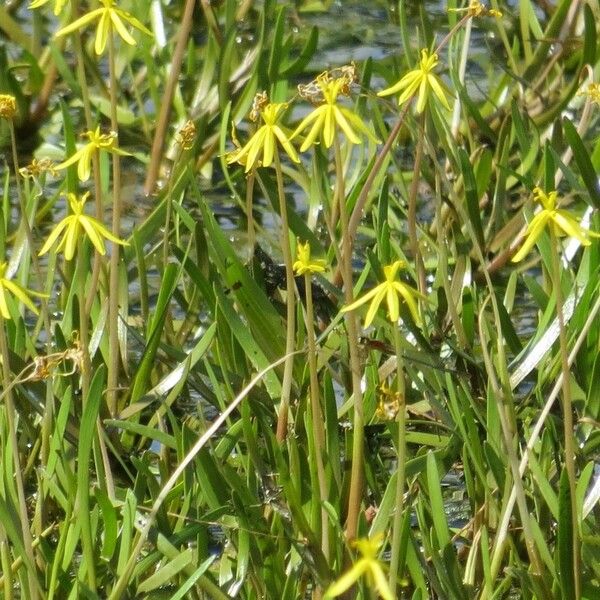 Heteranthera dubia Natur