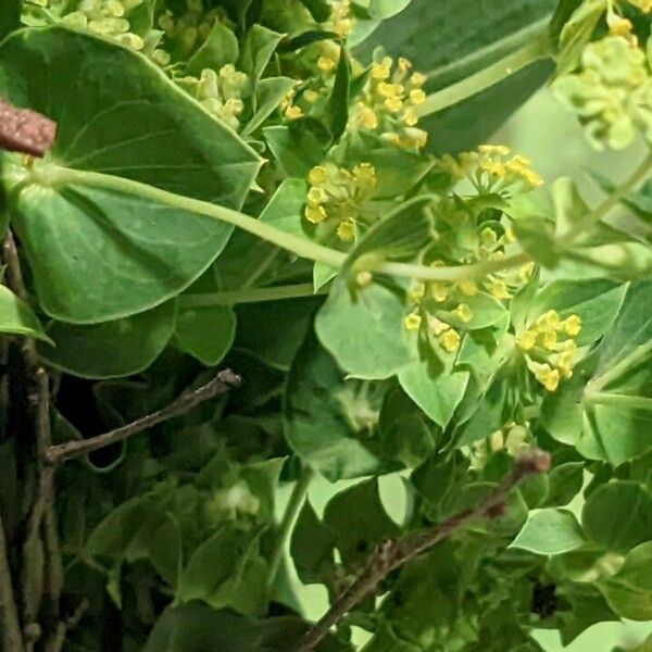 Bupleurum rotundifolium Hábito