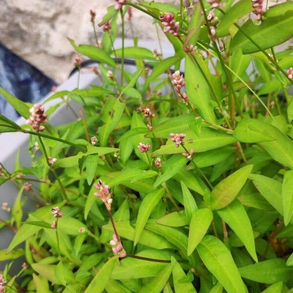 Persicaria maculosa Leaf