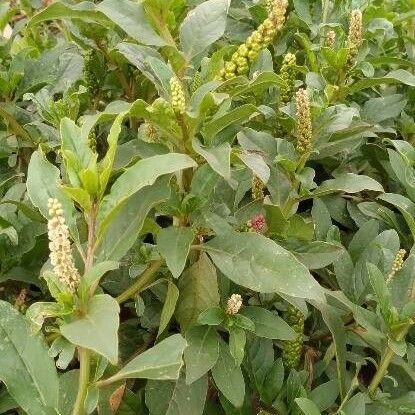 Phytolacca octandra Leaf