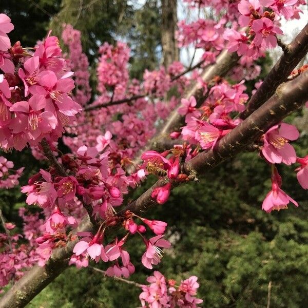 Prunus campanulata 花