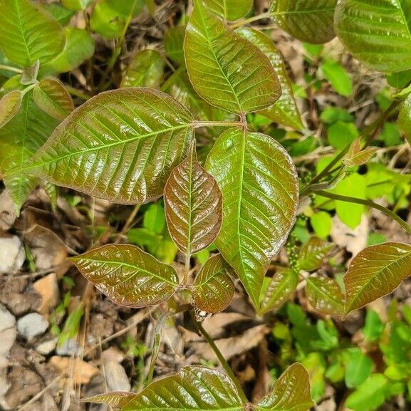 Toxicodendron radicans Leaf