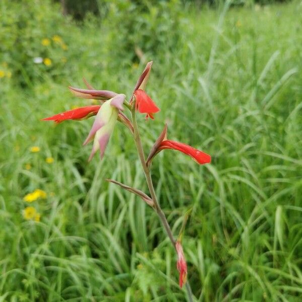 Gladiolus abyssinicus Blomst