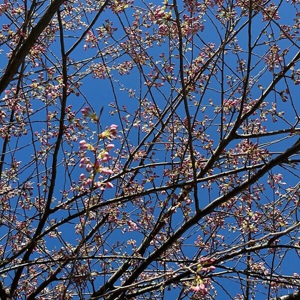 Prunus campanulata Flower