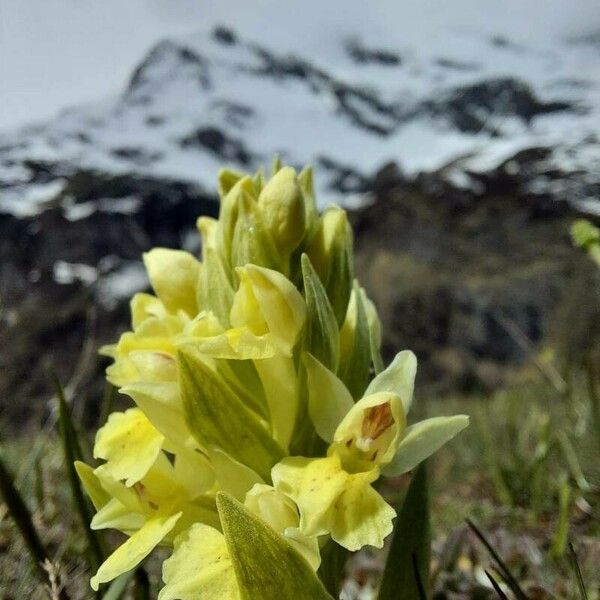 Dactylorhiza sambucina Květ