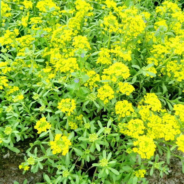 Alyssum montanum Habit